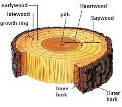 tree rings