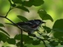 Chesnut sided warbler
