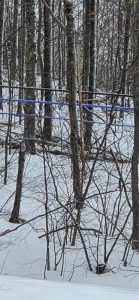 wet/dry sap collection pipelines